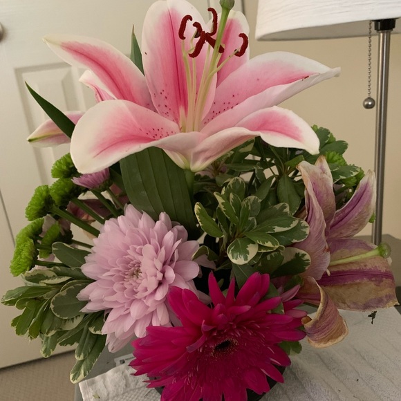 Meet your Posher, Apollo - Picture 1 of 1